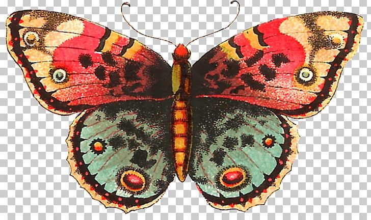 Butterfly Moth PNG, Clipart, Arthropod, Blog, Brush Footed Butterfly, Butterflies And Moths, Butterfly Free PNG Download