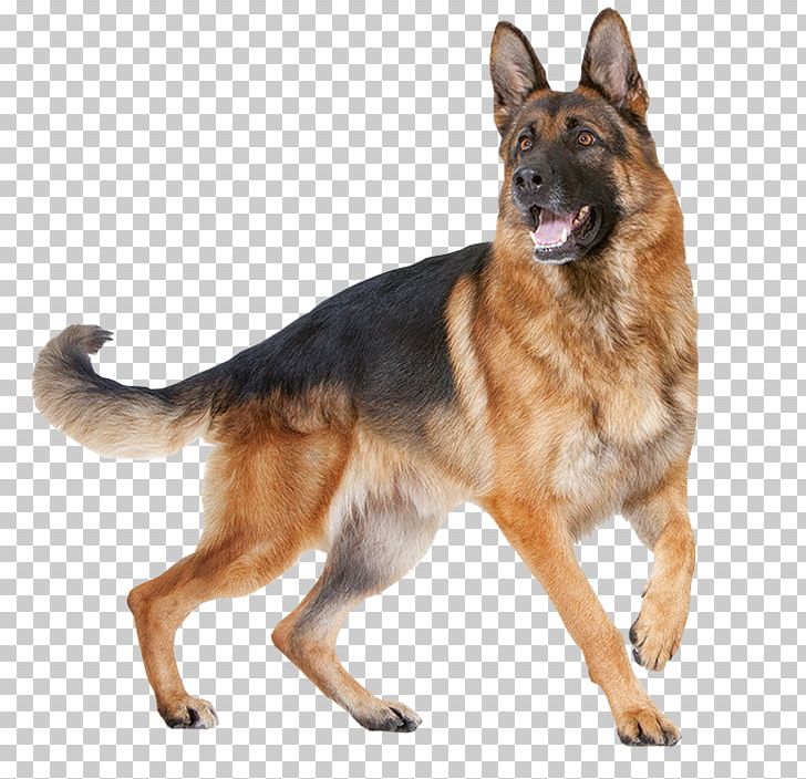 Cat Food German Shepherd Royal Canin Breed Png Clipart Cat Food German Shepherd Royal Canin Breed Png Clipart