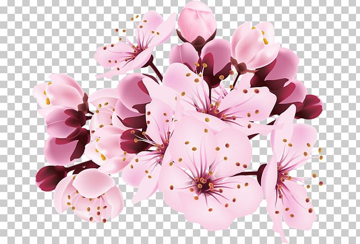 Cherry Blossom PNG, Clipart, Blossom, Branch, Cherry, Cherry Blossom, Desktop Wallpaper Free PNG Download