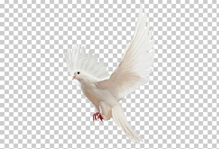 Homing Pigeon Columbidae Bird Fantail Pigeon Release Dove PNG, Clipart, Animals, Bird, Chicken, Download, Fantail Pigeon Free PNG Download