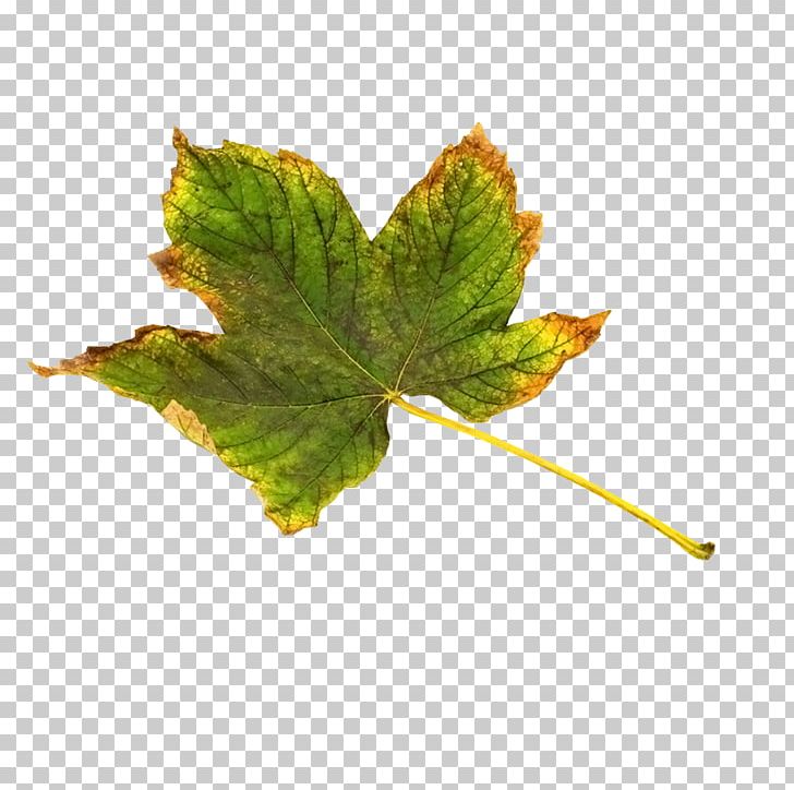 Maple Leaf Green Yellow PNG, Clipart, Background Green, Blue, Chartreuse, Download, Edge Free PNG Download