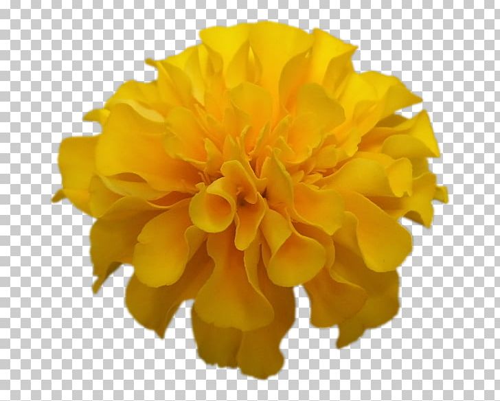 Petal Cut Flowers PNG, Clipart, Calendula, Cut Flowers, Flower, Orange, Others Free PNG Download