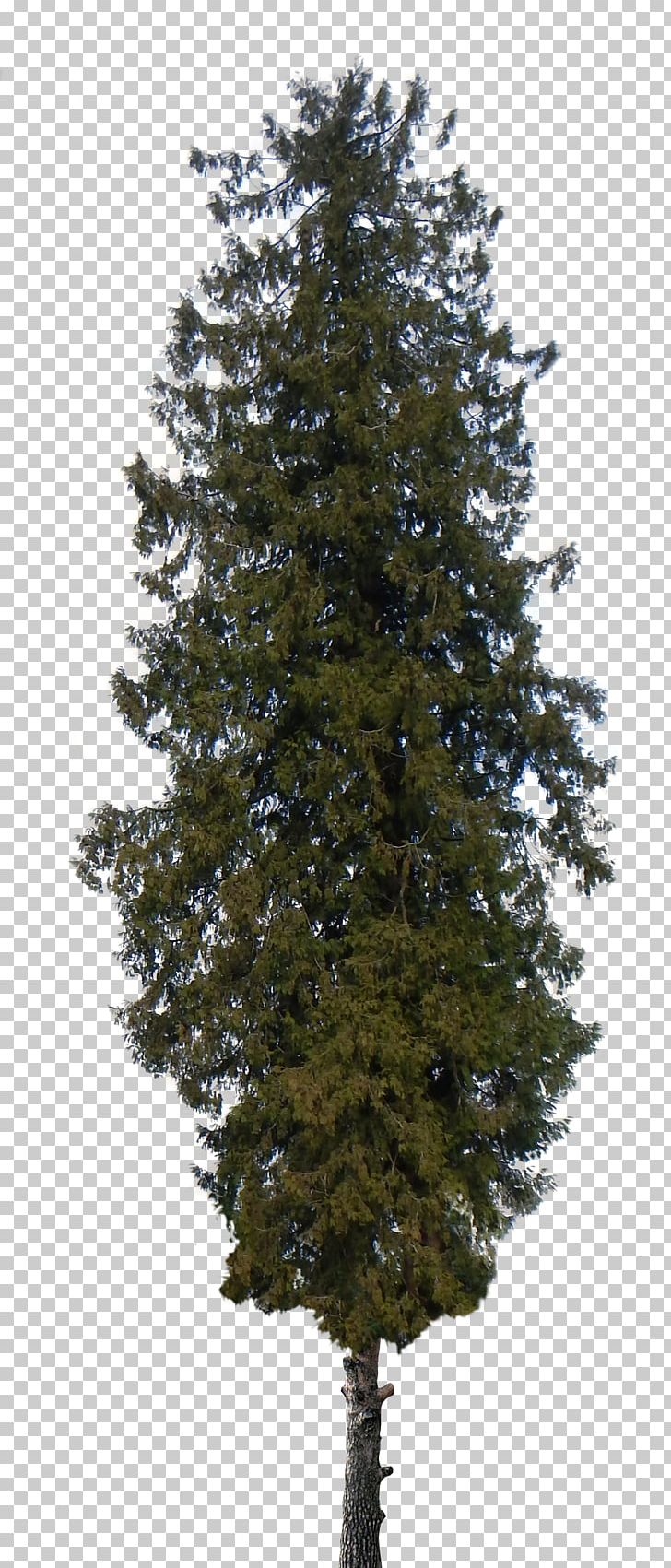 Pine Tree Shrub Cedar PNG, Clipart, Araucaria Columnaris, Biome, Branch, Christmas Tree, Conifer Free PNG Download