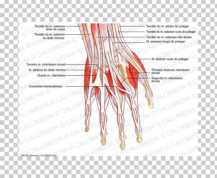 Thumb Extensor Digitorum Muscle Hand Forearm PNG, Clipart, Anatomy, Anconeus Muscle, Angle, Arm, Coronal Plane Free PNG Download