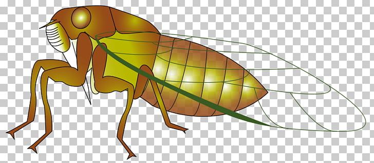 Insect Cicadidae Computer Icons PNG, Clipart, Arthropod, Cicadidae, Cicadoidea, Computer Icons, Countrywestern Dance Free PNG Download