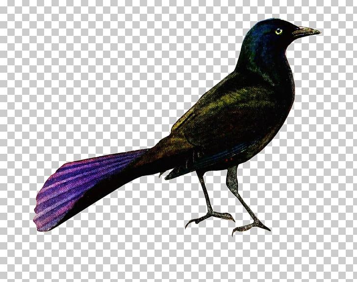 New Caledonian Crow Brown-headed Cowbird American Crow Common Grackle PNG, Clipart, American Crow, Beak, Bird, Birds And Insects, Birdwatching Free PNG Download
