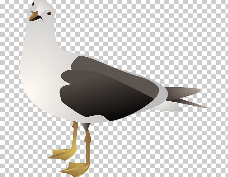Gulls European Herring Gull PNG, Clipart, Animals, Beak, Bird, Design, Download Free PNG Download