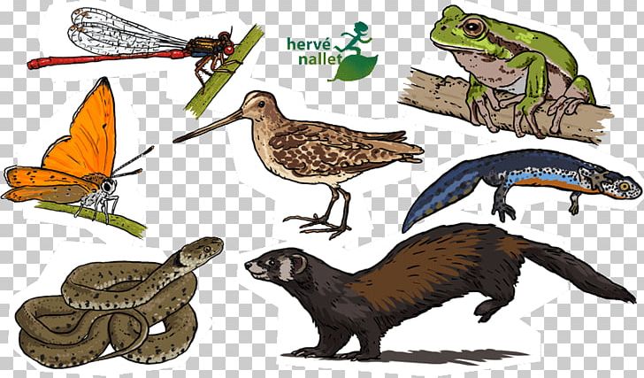 Illustration Graphics Drawing Graphic Design Illustrator PNG, Clipart, Animation, Beak, Bird, Computer Graphics, Drawing Free PNG Download