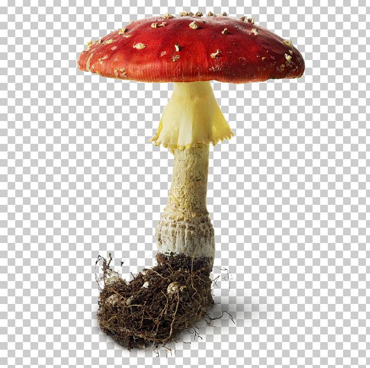 Mushroom Portable Document Format Fungus PNG, Clipart, Agaric, Cabinet, Clip Art, Common Mushroom, Computer Icons Free PNG Download