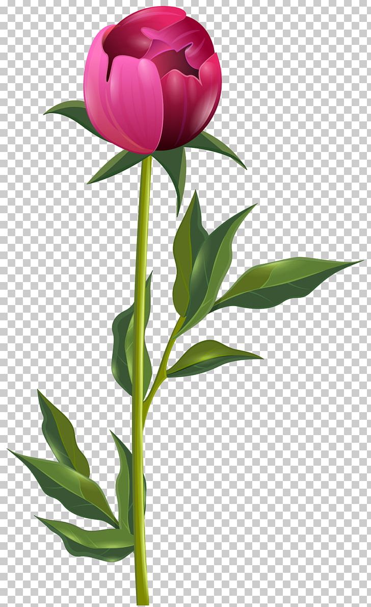 Peony Desktop Computer Icons PNG, Clipart, Computer Icons, Cut Flowers, Desktop Wallpaper, Download, Floristry Free PNG Download