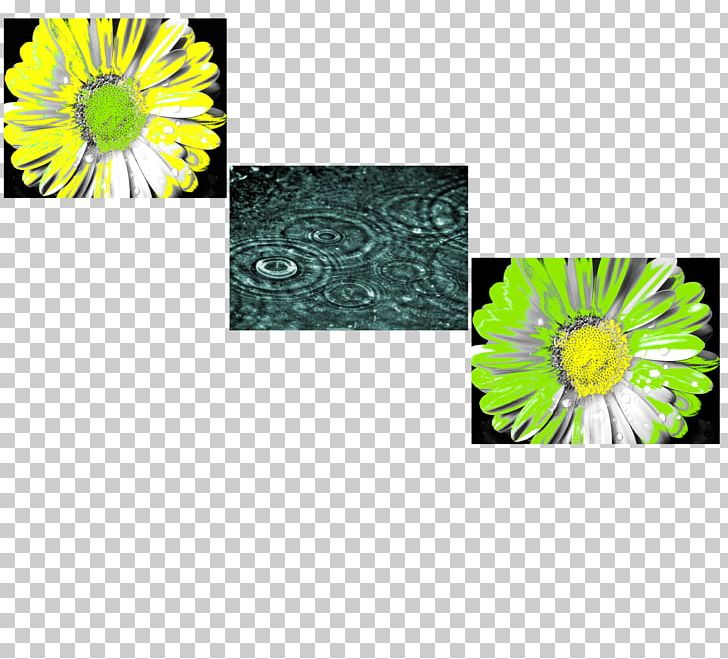 Chrysanthemum La Mente Il Pensiero PNG, Clipart, Chrysanthemum, Chrysanths, Combo, Daisy, Daisy Family Free PNG Download