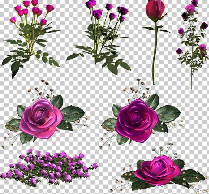 Garden Roses Centifolia Roses Pink Cut Flowers PNG, Clipart, Annual Plant, Artificial Flower, Centifolia Roses, Flora, Floral  Free PNG Download