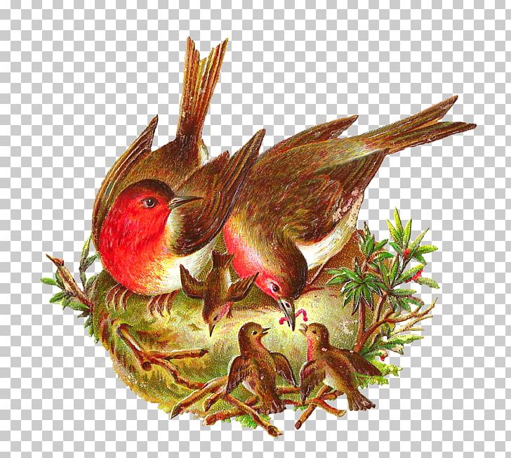 Bird Nest European Robin PNG, Clipart, American Robin, Animals, Beak, Bird, Bird Nest Free PNG Download