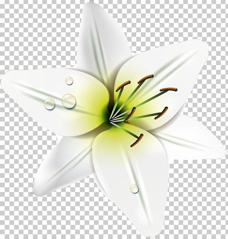 Computer Icons Film Frame Lily M PNG, Clipart, Computer Icons, Film Frame, Flower, Flowering Plant, Lilly Free PNG Download