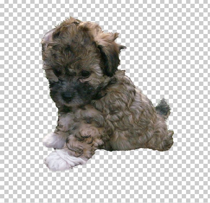 Glen Schnoodle Cairn Terrier Bolonka Havanese Dog PNG, Clipart, Animals, Bolonka, Breed, Cairn Terrier, Carnivoran Free PNG Download