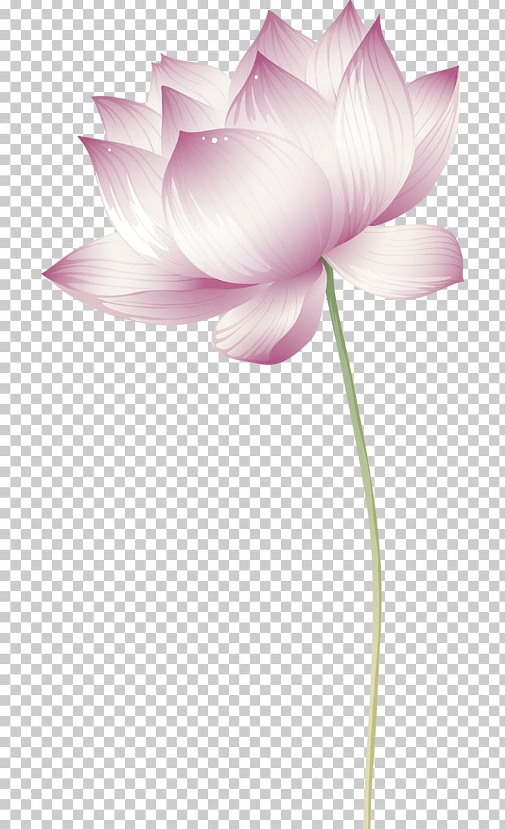 Nelumbo Nucifera PNG, Clipart, Clip Art, Nelumbo Nucifera, Others Free PNG Download