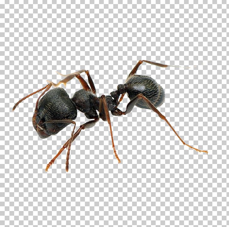 Pavement Ant Pest Control Black Garden Ant Cockroach PNG, Clipart, Animals, Ant, Argentine Ant, Arthropod, Black Garden Ant Free PNG Download