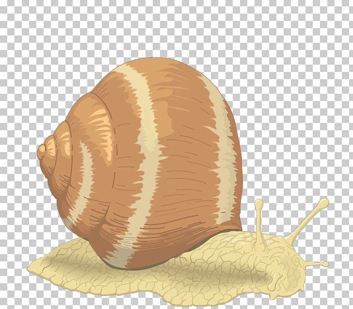 Sea Snail Seashell PNG, Clipart, Ampullariidae, Animals, Freshwater Snail, Gastropods, Gastropod Shell Free PNG Download