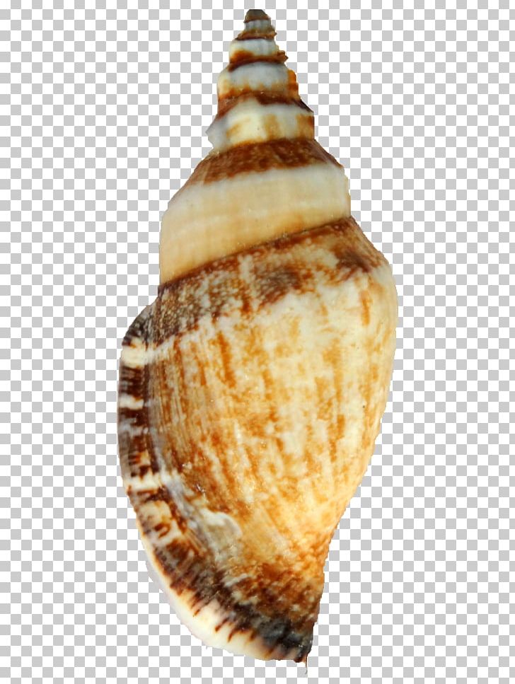 Cockle Natural History Museum Rotterdam Conchology Hontza Museoa PNG, Clipart, Bivalvia, Clams Oysters Mussels And Scallops, Cockle, Conch, Conchology Free PNG Download