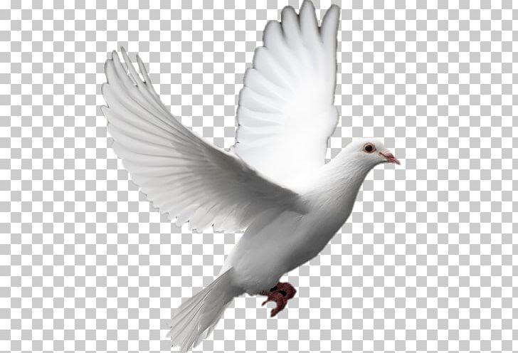 Columbidae Doves As Symbols Release Dove Peace PNG, Clipart, Beak, Bird, Columbidae, Doves As Symbols, Ducks Geese And Swans Free PNG Download