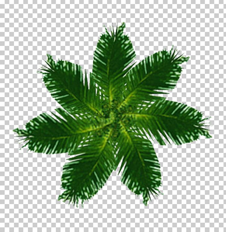 Tree Top View PNG, Clipart, Arecales, Art, Creative Market, Date Palm, Graphic Design Free PNG Download