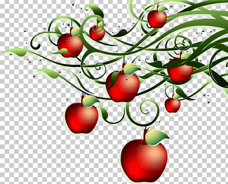 Apple Tomato PNG, Clipart, Acerola, Acerola Family, Apple, Branch, Bush Tomato Free PNG Download