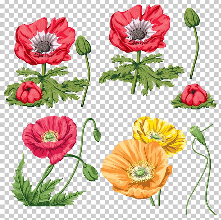 Common Poppy PNG, Clipart, Annual Plant, Child, Common Poppy, Coquelicot, Cut Flowers Free PNG Download