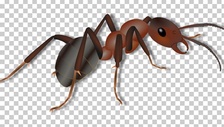 Insect Red Imported Fire Ant Pest Ant Colony Arthropod PNG, Clipart, Ant, Ant Colony, Arthropod, Beetle, Black Carpenter Ant Free PNG Download
