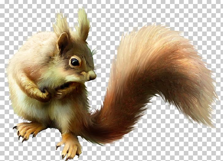 Tree Squirrel Chipmunk Fox Squirrel Cat PNG, Clipart, Animal, Blog, Cat, Chipmunk, Drawing Free PNG Download