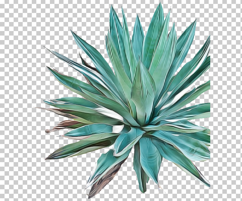 Mezcal Tequila Agave Tequilana Mexican Cuisine Agave Angustifolia PNG, Clipart, Agave, Agave Angustifolia, Agave Cupreata, Agave Potatorum, Agave Syrup Free PNG Download
