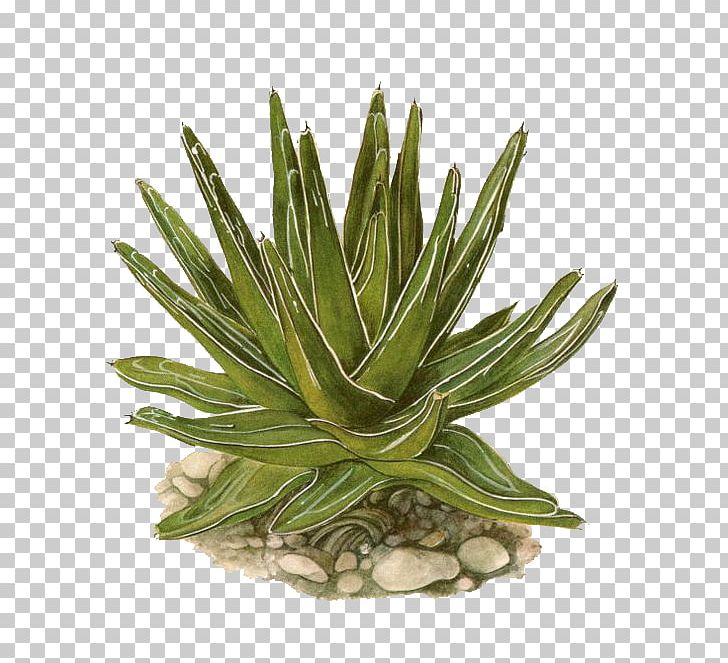 Agave Lechuguilla Agave Victoriae-reginae Eastern Prickly Pear Succulent Plant Cactaceae PNG, Clipart, Agave, Agave, Agave Azul, Agave Cactus, Agave Nectar Free PNG Download