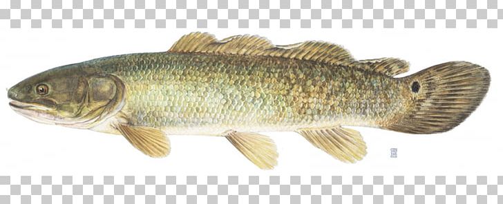 Bowfin Fishing Northern Pike Freshwater Fish PNG, Clipart, Angling, Animal Figure, Animals, Bass, Bony Fish Free PNG Download