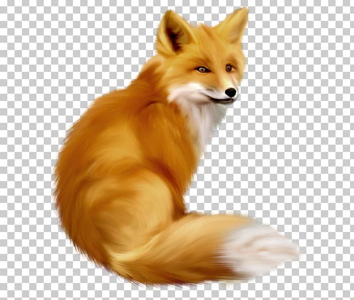 European Fox PNG, Clipart, Animallover, Animals, Cachorro, Canidae, Carnivoran Free PNG Download