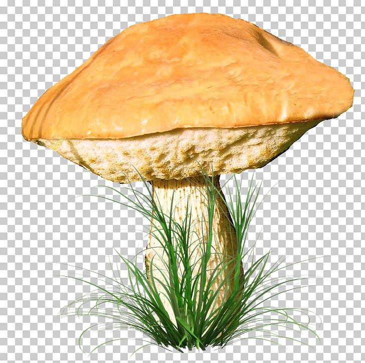 Fungus Aspen Mushroom PNG, Clipart, Aspen Mushroom, Digital Image, Liveinternet, Mushroom, Mushroom Cartoon Free PNG Download