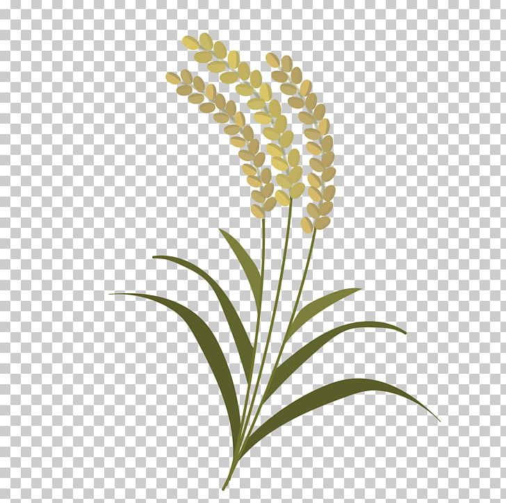 Grasses Leaf Commodity Plant Stem PNG, Clipart, Commodity, Flora, Flower, Flowering Plant, Grass Free PNG Download