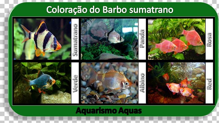 Tiger Barb Fish Aquariums Puntius PNG, Clipart, Animals, Aquarium, Aquariums, Barb, Cardume Free PNG Download
