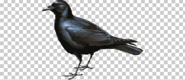 American Crow New Caledonian Crow Bird Tux Paint PNG, Clipart, American Crow, Animals, Beak, Bird, Blackbird Free PNG Download