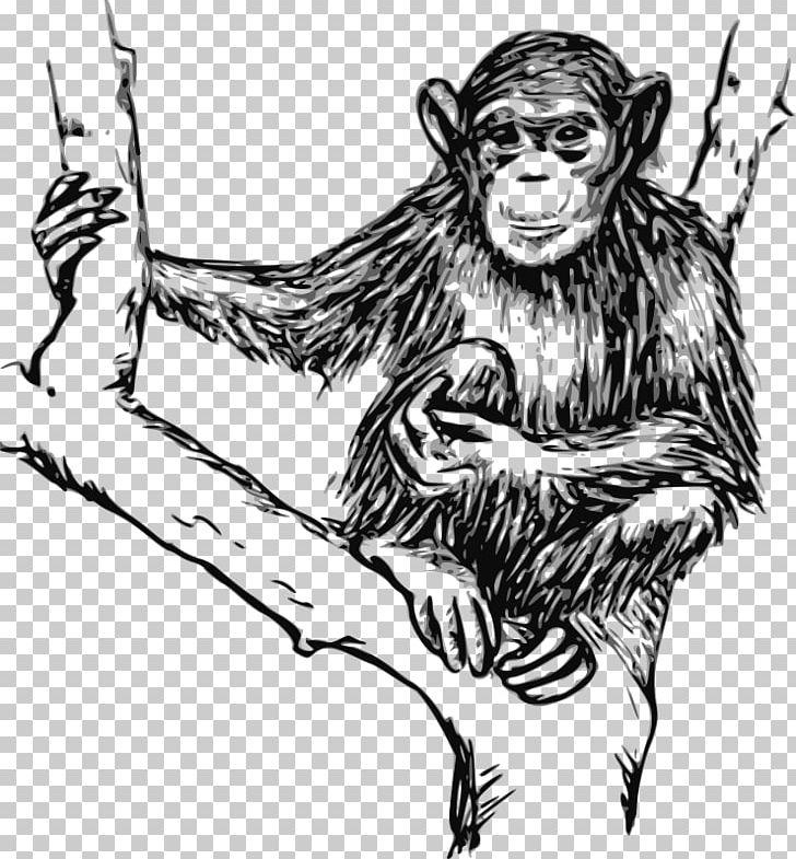 Chimpanzee Gorilla Ape Drawing PNG, Clipart, Animals, Ape, Art, Carnivoran, Cartoon Free PNG Download