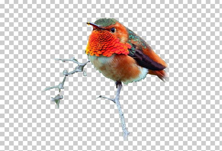 European Robin Bird Beak Feather Chicken PNG, Clipart, 17 December, 2016, Animals, Beak, Bird Free PNG Download