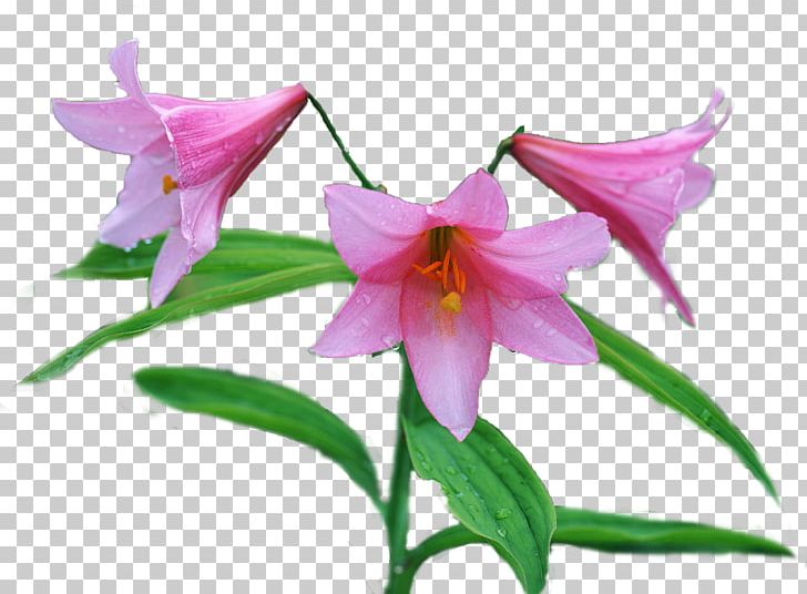 Flower Bouquet Petal PNG, Clipart, Amaryllis, Amaryllis Belladonna, Amaryllis Family, Animation, Bellflowers Free PNG Download