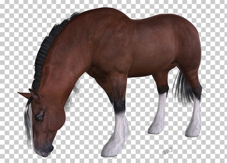 Mane Mustang Stallion Halter Rein PNG, Clipart,  Free PNG Download