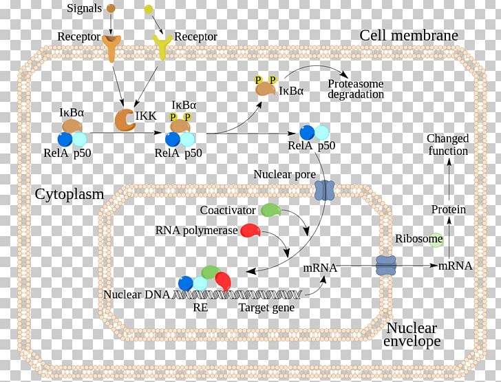 NF-κB Transcription Factor Protein Complex Inflammation PNG, Clipart, Area, B Cell, Cell, Diagram, Gene Free PNG Download