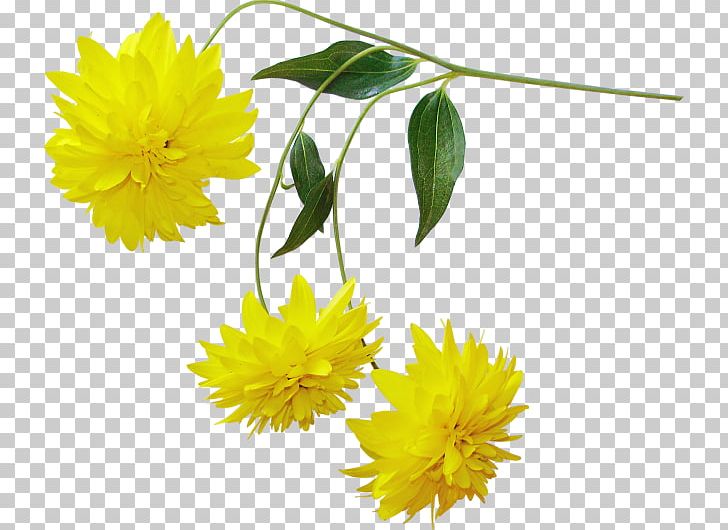 Yellow Chrysanthemum Flower PNG, Clipart, Calendula, Chrysanths, Color, Cut Flowers, Daisy Family Free PNG Download