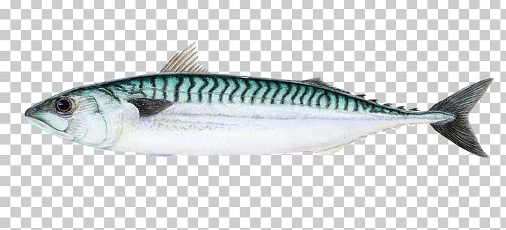 Atlantic Mackerel Thunnus Sardine Chub Mackerel PNG, Clipart, Animals, Atlantic Cod, Atlantic Mackerel, Bluefish, Bonito Free PNG Download