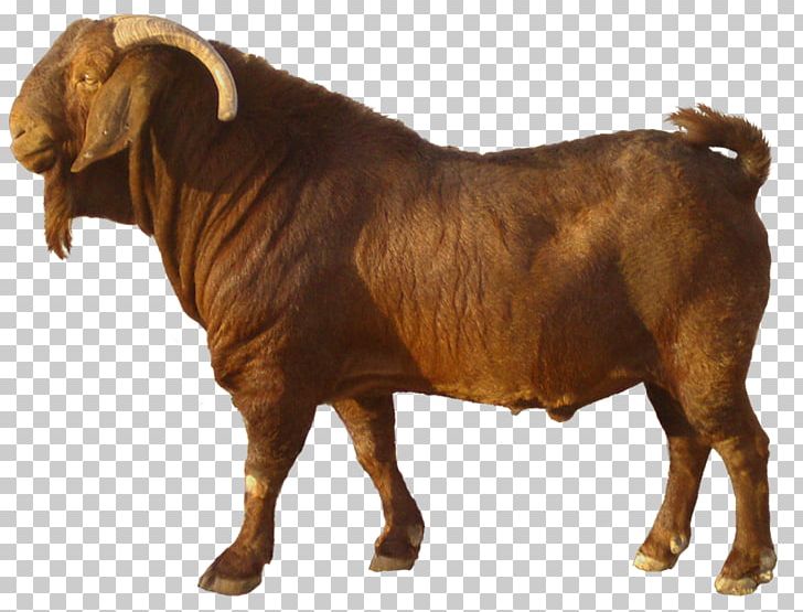 Boer Goat Jamnapari Goat Kalahari Red Goat Farming Sate Kambing PNG, Clipart, Animal, Animal Husbandry, Animals, Aqiqah, Boer Goat Free PNG Download