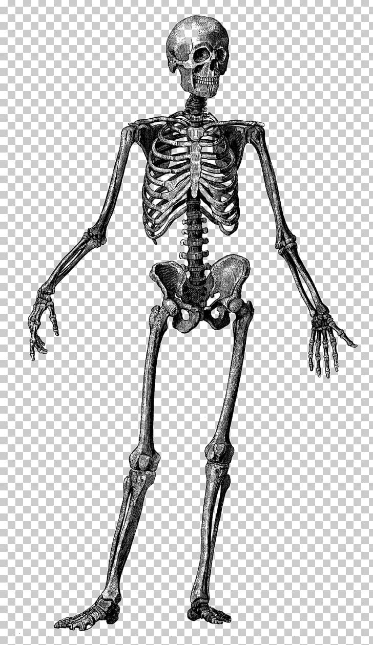 Human Skeleton Human Body Anatomy Bone PNG, Clipart, Anatomy, Arm, Black And White, Drawin, Fantasy Free PNG Download