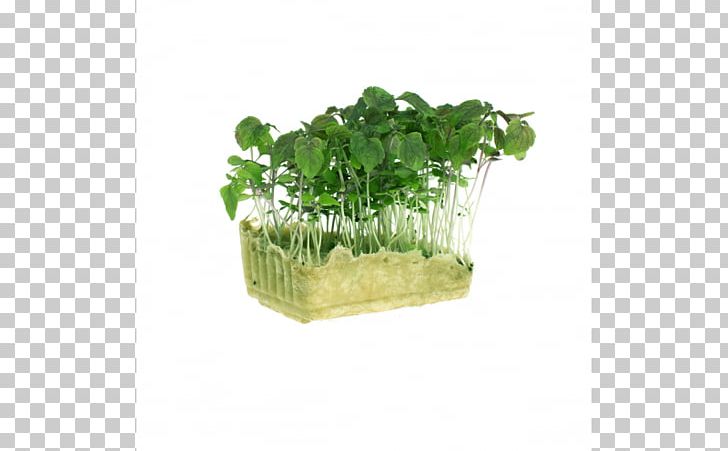 Microgreen Herb Beefsteak Plant Lettuce Leaf Vegetable PNG, Clipart, Beefsteak Plant, Blood, Crystal, Flower, Flowerpot Free PNG Download