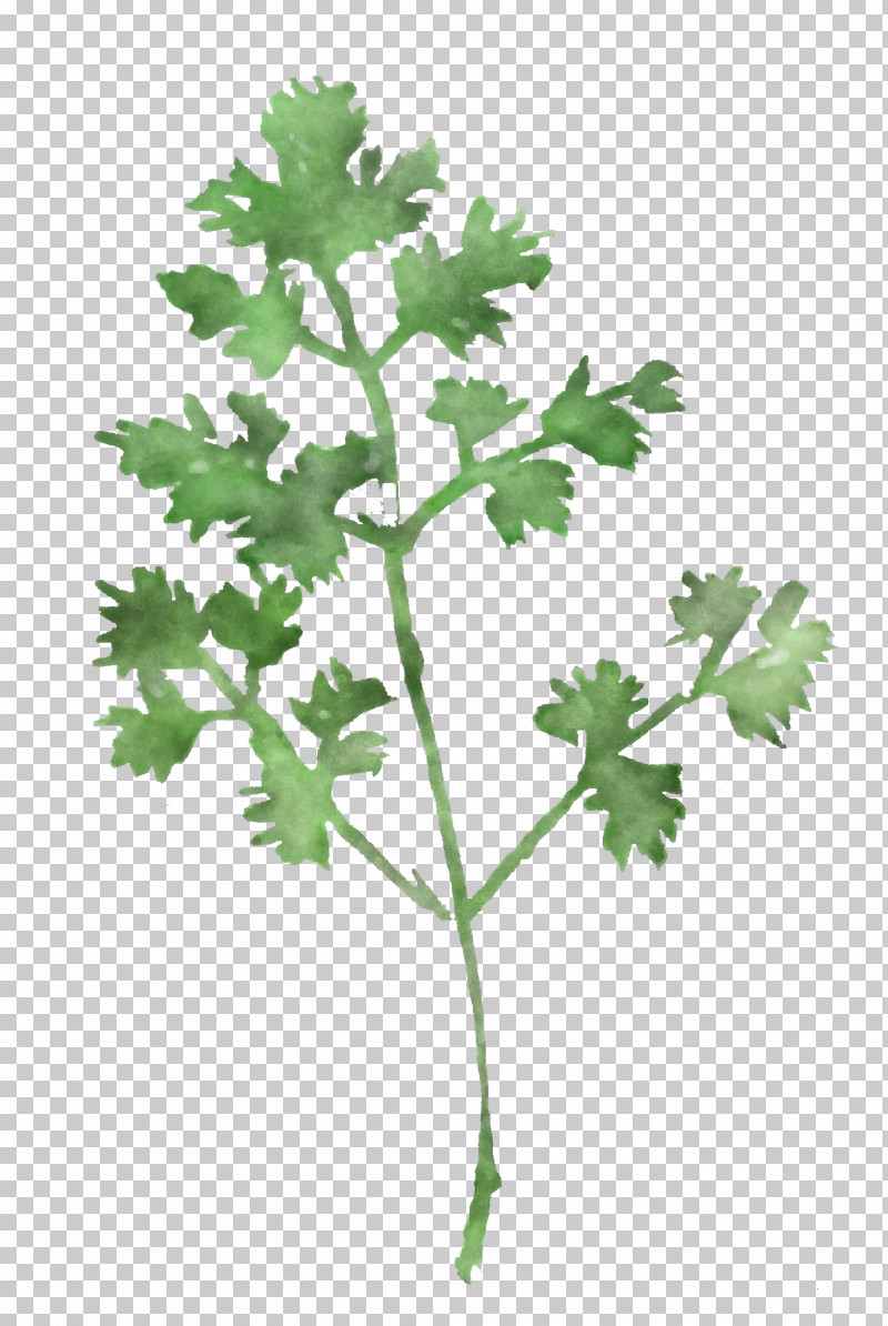 Parsley PNG, Clipart, Anthriscus, Chervil, Chinese Celery, Flower, Geranium Free PNG Download