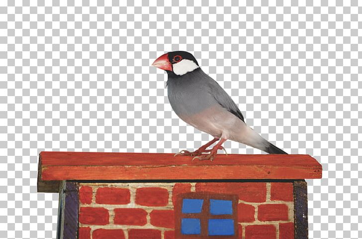 Bird Java Sparrow Portable Network Graphics Cygnini PNG, Clipart, American Sparrows, Animal, Animals, Ave, Beak Free PNG Download