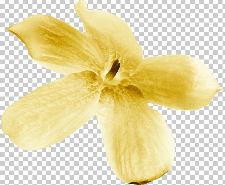 Close-up PNG, Clipart, Closeup, Flower, Miscellaneous, Others, Petal Free PNG Download